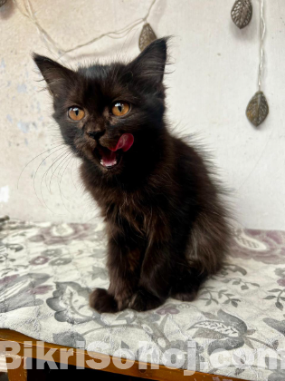 Persian cat